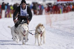 Lenk 2013